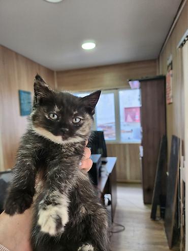 Кошки: Котята, помет разноцветный: - Окрас: рыжий длинношерстный, рыжий — 7