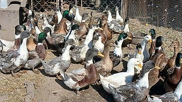 беде кастра: Продаю башкирских уток,домашние — 1