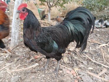 Куры, петухи: Продаю | Петух | Для разведения — 6