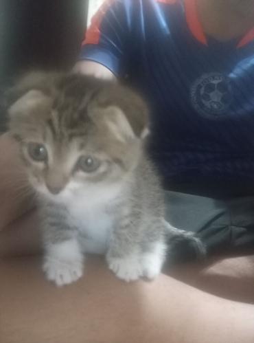 скотт: Котёнок с короткими загнутыми ушками (тип «скоттиш‑фолд» на вид) — 1