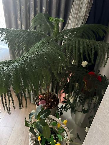 араукария: Араукария разнолистная (Norfolk Island Pine), комнатное хвойное дерево — 2