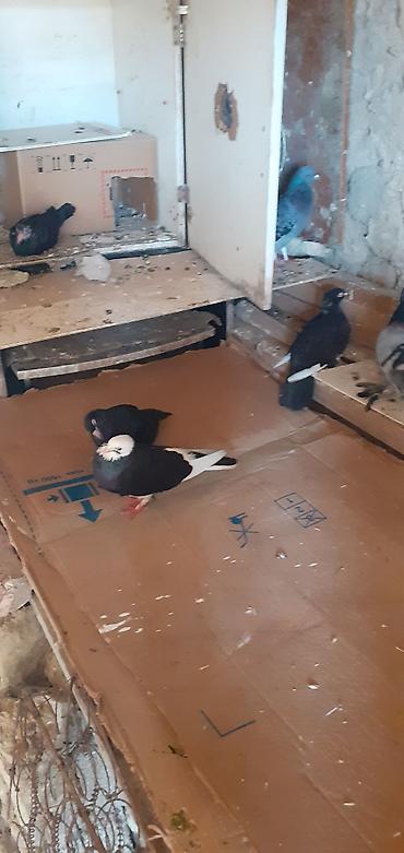 korella satışı: Ebresler,kömür qaralar,kekilli lelekli ebresler göyler satilir — 4