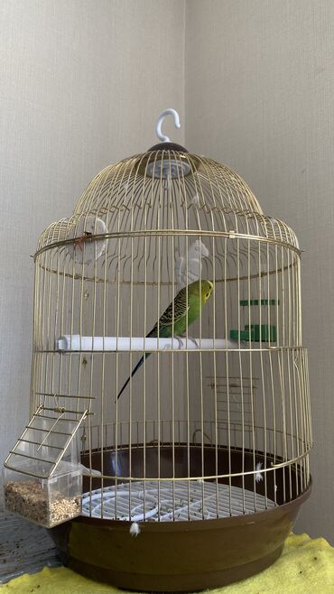 отдам попугая: Срочно продаем попугая (мальчик) с клеткой вместе. Причина продажи