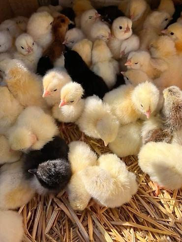 куры живые: Продаю | Куры, Петух, Цыплята — 1