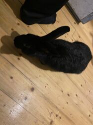 продажа животных в баку: Doşan Satıram Erkekdi. Barter də edərəm diwisinən