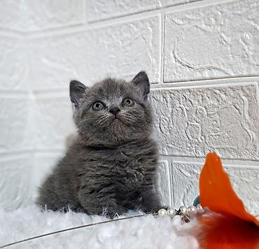 Продажа кошек: Продаётся шотландская девочкаскоттиш-страйт,окрас голубой,возраст at lalafo.kg — 1 Продажа кошек: Продаётся шотландская девочкаскоттиш-страйт,окрас голубой,возраст — 1