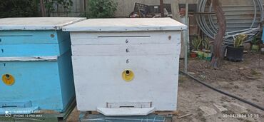 ari satisi azerbaycanda: Salam 12 ramkalığ tam dolu tam sağlam arılardı arıdan başı çıxan