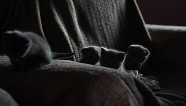 Pişiklər: Şotland yastı qulaq, Dişi, Erkək, Ünvandan götürmə — 3