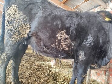 Коровы, быки: Продаю | Тёлка | Голштин, Швицкая | Для молока — 11