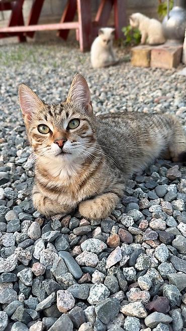коричневый кот: Кошка даром: Беспородная, 4 месяца, Девочка — 1