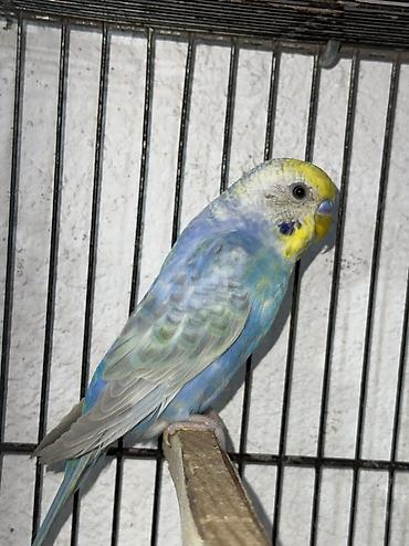 star qusu: Rainbow cüt Belə rənglər retki düşür Tam saglam .Gözəl qullq olunur — 3