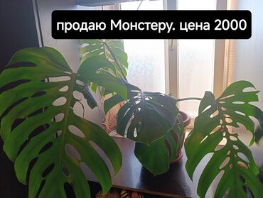 опрыскиватель садовый с мотором: Монстера в горшке. - Крупное комнатное растение с декоративными