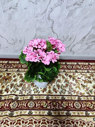 Декоративные цветы: Горшечные примулы (Primula) — декоративные комнатные растения с — 8