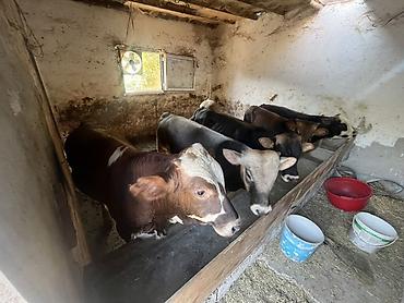 Рогатый скот: Xaricde dogulub ferma seraitinde boyume heyvanlar ilk 2 ayi — 9