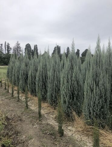Şitillər: Dekartiv və meyvə ağacları istenilen sayda ve istenilen növde var — 7