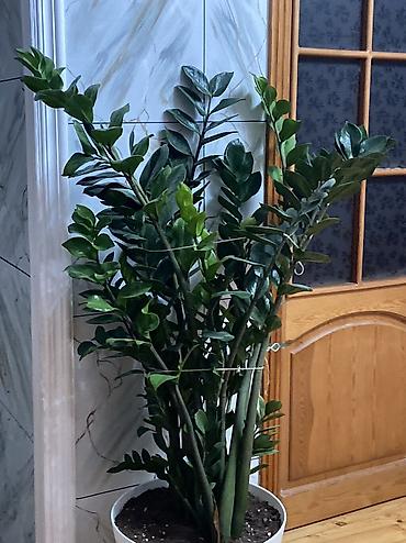 iris gulu: Dollar gülü-Zamioculcas 10 yaşı var azı.Boyu-1,6m Ev,Restoran və ofis — 2