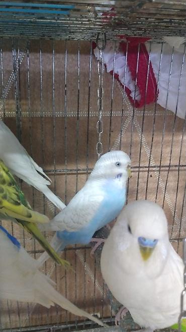 Qəfəslər: Hazir cut korella qefes qarisiq yuvasi altinda yumurtasi — 2