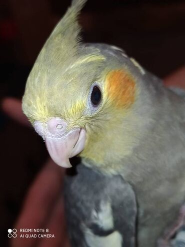 Tutuquşları: Diqqet quslarin altinin ve yerinin temizliyine fikir verin — 11