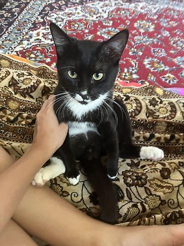 кот в хорошие руки: Кошка даром: Беспородная, 1 год, Мальчик, Приучена к лотку — 2
