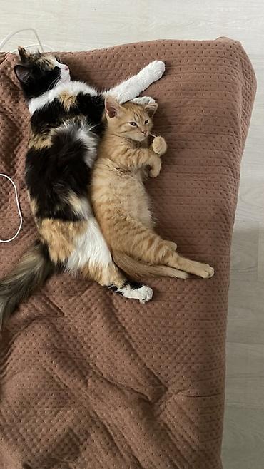 Кошки: Кошка даром: Беспородная, 1 год, Девочка, Приучена к лотку, Проглистована — 3