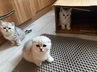 котик шотландский: Шотландские котята, серебристые окрасы - Порода: шотландская (есть — 1