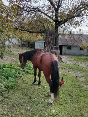 bmw 3 серия 325ix at: Erkək, il: 9
