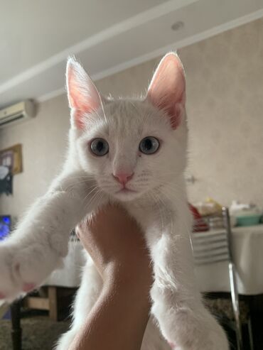сколько стоит вислоухий котенок: Очаровательный котенок белого окраса с выразительными голубыми