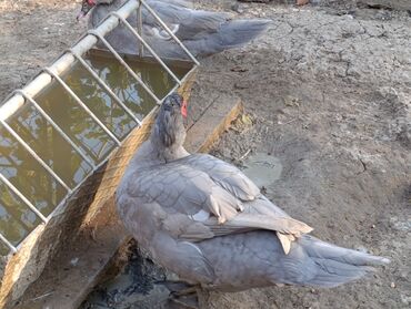 Ördəklər: LAVANDA lal ördekler. 8 aylıq erkeylerdi .damazdiq heyvanlardi.temiz — 4