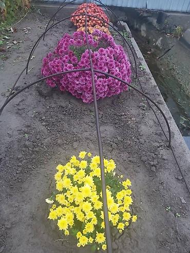 Хризантема: Хризантема — 10