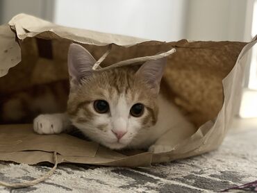продажа домашних животных: Пропал кот (7-8 месяцев) 21 марта в микрорайоне Улан 2. Домашний