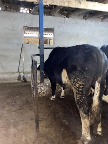 Коровы, быки: Продаю | Бык (самец) | На откорм | Привязанные — 11