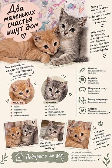 Два котёнка-компаньона ищут дом - Мальчик: рыжий, любопытный