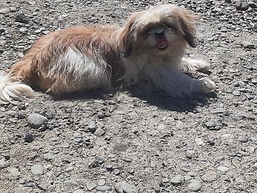 İtlər: Pekines, 5 ay, Erkek, Ödənişli çatdırılma — 6
