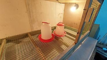 Зоотовары: Брудер для цыплят. универсальный Брудер жожого бодоного коенго хомяка — 18