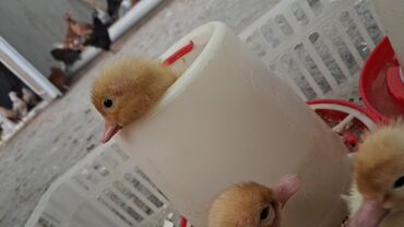 купить хаски щенка: Xüsusi quşçuluq aksesuarları – broyler və cücələr üçün yemləmə və lalafo.az -da купить хаски щенка: Xüsusi quşçuluq aksesuarları – broyler və cücələr üçün yemləmə və