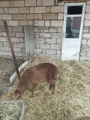 Qoyunlar, qoçlar: Hər ikisi cins quzlaridir iksdə dişdir 5-6 aylıq quzlardir qiyməti — 13