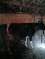 bmw 3 серия 318is at: SALAM ALEYKUM ətlik inek teqribi 250 kq temiz eti olar diri ceki 7