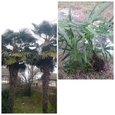 palma agaci: Palma ağacları təcili satılır. Biri 120 azn. Böyüyəndə sağdakı kimi