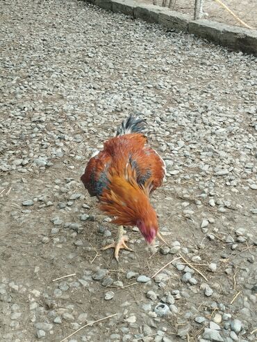 Xoruzlar: Aseel tipli uzunayaqlı cücərti/ceylək xoruz - Uzun və güclü sarı — 16