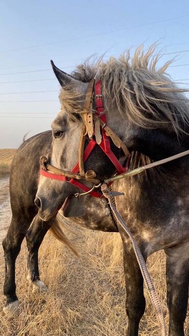породистые лошади в кыргызстане: Продаю | Конь (самец) | Конный спорт