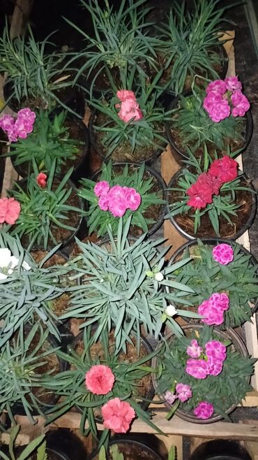 Toxumlar: Qazon catrlma qurasdrma 
tordf
kakavide var topdan sats qiymete — 3