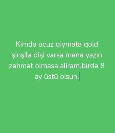 z fold 2 qiymeti: Qızıl şinşilla, Dişi, Ünvandan götürmə