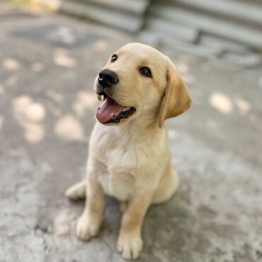 Собаки: Щенок лабрадора (мальчик) 2 месяца Очень игривый, здоровый и умный