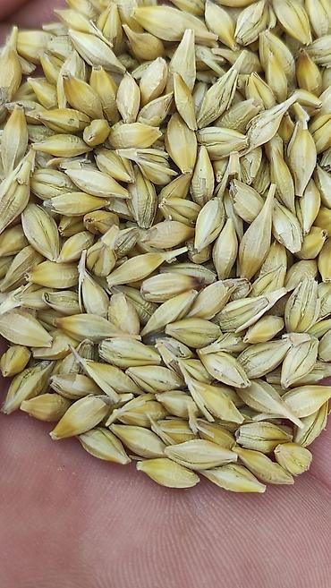 kala bitkisi haqqinda melumat: Arpa toxumu – yem və əkinlik - Növ: Arpa (iki/sıralı görünüşlü — 4