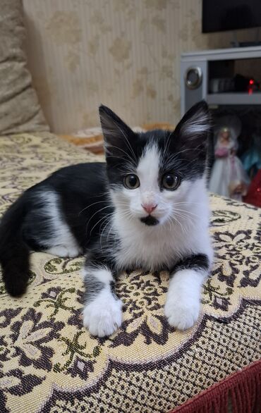 куплю кошку: Кошка даром: Беспородная, 2 месяца, Мальчик