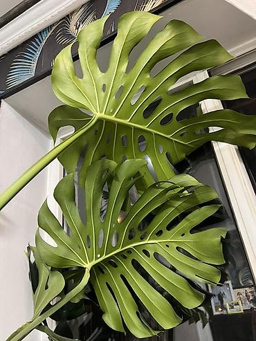 dry monster: Монстера деликатесная (Monstera deliciosa), крупное взрослое комнатное — 1