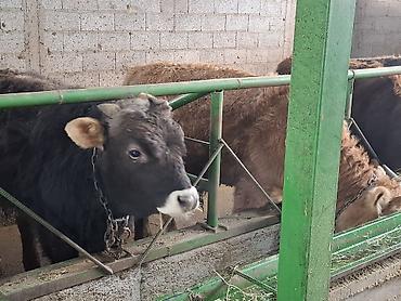 Коровы, быки: Продаю | Бык (самец) | Алатауская | На откорм | Племенные, Привязанные at lalafo.kg — 8 Коровы, быки: Продаю | Бык (самец) | Алатауская | На откорм | Племенные, Привязанные — 8