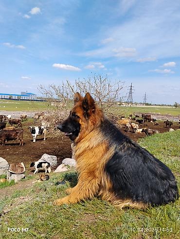 Продажа собак: Немецкая овчарка, 9 месяцев, Самка, С прививкой at lalafo.kg — 1 Продажа собак: Немецкая овчарка, 9 месяцев, Самка, С прививкой — 1