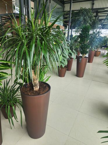 Otaq bitkiləri: Bitgi və dibçəklər — 3