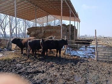 Коровы, быки: Продаю | Бык (самец) | На откорм | Племенные — 15